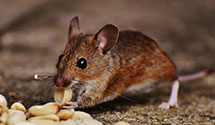 24 Hour & Emergency Exterminators in Walters, OK